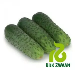 Насіння огірка Караоке F1 (Rijk Zwaan) 1000 насіння — партенокарпік, ранній гібрид (45 днів)