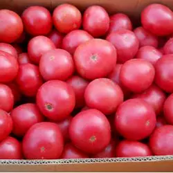 Насіння томату Буги Вугі F1, 20 насінин — ранній (100 - 105 дн), рожевий, Елітний ряд