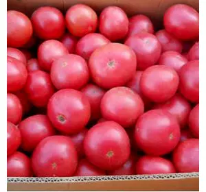 Насіння томату Буги Вугі F1, 20 насінин — ранній (100 - 105 дн), рожевий, Елітний ряд