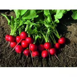 РУДОЛЬФ / RUDOLF насіння редиски, 500 г — раннє, червона, Bejo