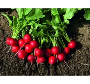 РУДОЛЬФ / RUDOLF насіння редиски, 500 г — раннє, червона, Bejo