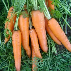 Насіння моркви Віта лонга (Bejo), 500 г — поздній сорт (150 днів), сортотип Флаке