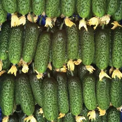 Насіння огірка Тріоле F1, 50 насінин — партенокарпічний огірок, Rijk Zwaan
