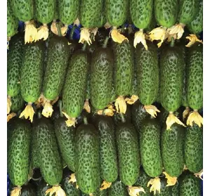 Насіння огірка Тріоле F1, 50 насінин — партенокарпічний огірок, Rijk Zwaan