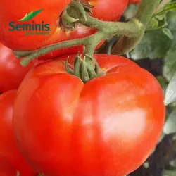 Насіння томату Дебют F1, 1000 нас — ультраранній, детермінантного, Seminis, дійсний до 06.19, УЦІНКА