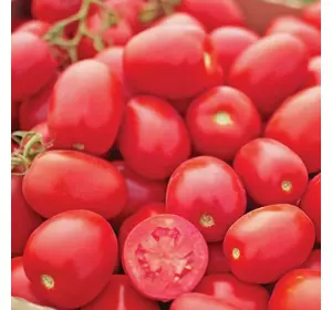 Насіння томату Уно Россо F1, 1000 нас — середньоранній, низькорослий, United Genetics, дата фасування 2018 г