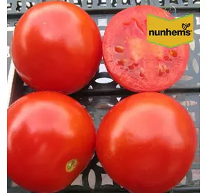 Солероссо F1 насіння томата, 25000 драже — червоний, детермінантний, круглий (Nunhems)