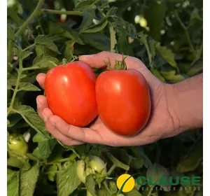 Насіння томата Кафа (CLX38313) F1 1000 насінин (Clause) — середньоранній (70-75 днів), низькорослий томат
