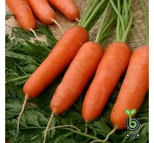 Насіння моркви Каріні 500 г (Бейо/Bejo) — раннє сортування (100 днів), тип Курода