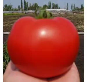 Багіра F1 насіння томата 5 г — раннє (65 днів), детермінантне Clause
