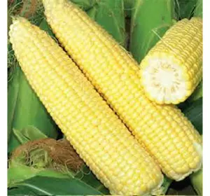 Насіння кукурудзи Мегатон F1 (Harris Moran), 4000 насіння — раннє (85 днів), суперсолодке