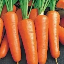 Насіння моркви Ройал Шансон (Франція) 0,5 кг — середньоздалева сортова (100-110 днів), тип Шантане