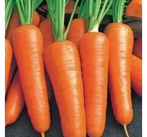 Насіння моркви Ройал Шансон (Франція) 0,5 кг — середньоздалева сортова (100-110 днів), тип Шантане