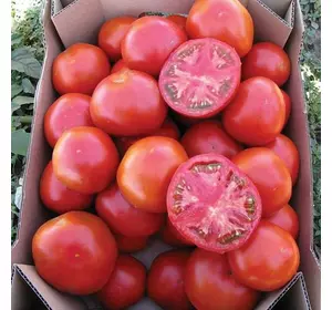 Насіння томату Уракан F1, 1000 нас — ранній, низькорослий, United Genetics, дійсний до 2020 року, УЦІНКА