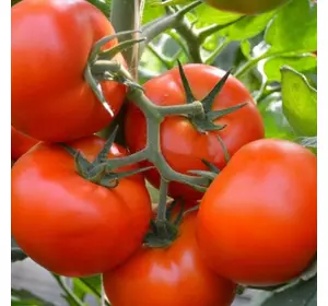 Насіння томата Тобольск F1 50 насіння (Bejo/Агропак+) — ранній (70-72 дні), червоний, індитермінантний.