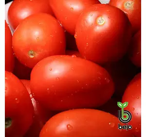 Насіння томату Біто F1 5 г (прим.2000 сем) (Бейо/Bejo) — раннє (65-68дн), червоне, детермінантне, сливоподібне