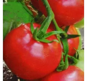 Насіння томату Загадка Рожева, 30 насінин — Ранній (80-85 дн), рожевий, Елітний ряд