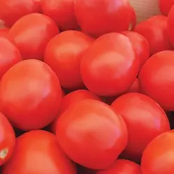 Насіння томату Баста (HMX 4900) F1, 1000 нас — ранній, низькорослий, Clause