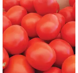 Насіння томату Баста (HMX 4900) F1, 1000 нас — ранній, низькорослий, Clause