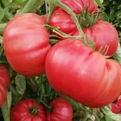 Насіння томату Муміно F1, 20 насінин — ранній (93-97 дн), рожевий, Елітний ряд