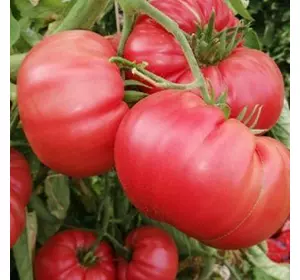 Насіння томату Муміно F1, 20 насінин — ранній (93-97 дн), рожевий, Елітний ряд