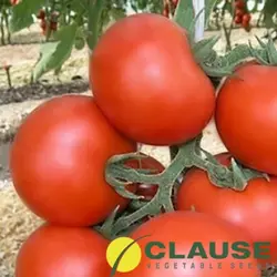 Кристал F1 (Clause) 1 р — томат ранній, круглий, індетермінантний.