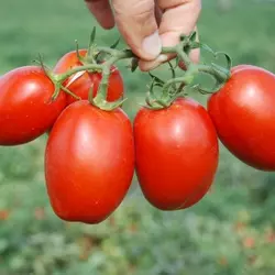 Насіння томата П'єтрароса F1 (Clause) 1000 семе — середній (115 днів), червоний, детермінантний, овальний