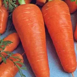 Насіння моркви Курода (Франція) 0,5 кг — середньопоздня сортова (85-90 днів), тип Шантане