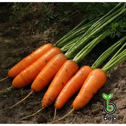 Насіння моркви Каскад F1 фр. 1,8-2,0 мм, 100000 насіння — середньоздій гібрид (130 днів), тип Шантане