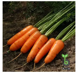 Насіння моркви Каскад F1 фр. 1,8-2,0 мм, 100000 насіння — середньоздій гібрид (130 днів), тип Шантане