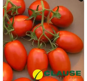 Діно F1 насіння томата 5000 сем — детермінантне, раннє Clause