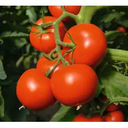 Насіння томату Тові F1 50 насіння (Bejo/Агропак+) — раннє (70-75 днів), червоне, індитермінантне.