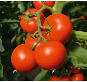 Насіння томату Тові F1 50 насіння (Bejo/Агропак+) — раннє (70-75 днів), червоне, індитермінантне.