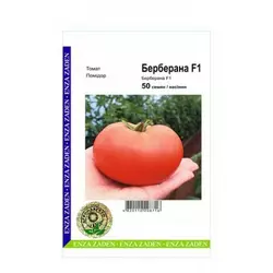 Берберана F1семена томата, 50 насіння — індитермінантний, високоурожайний, Enza Zaden