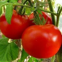 Насіння томату Єсенія F1, 5 г — ранній (85-90 дн), Елітний ряд