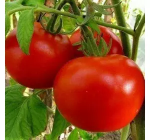 Насіння томату Єсенія F1, 5 г — ранній (85-90 дн), Елітний ряд