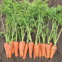 Насіння моркви Кесена F1,100 000 шт (1,6 - 1,8) — ранній гібрид (100-105 днів), тип Шантане, Bejo Zaden