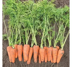 Насіння моркви Кесена F1,100 000 шт (1,6 - 1,8) — ранній гібрид (100-105 днів), тип Шантане, Bejo Zaden