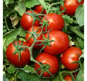 ЧИБЛИ F1 / CHIBLI F1, 2500 семян — томат детерминантный, Syngenta