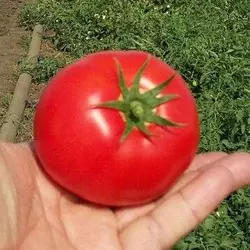 Насіння томату Шеди Леді F1 (Nunhems/АГРОПАК+) 100 сем — ранній (98-108 днів), червоний, детермінантний, круглий