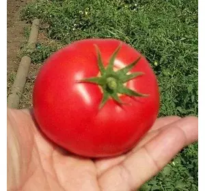 Насіння томату Шеди Леді F1 (Nunhems/АГРОПАК+) 100 сем — ранній (98-108 днів), червоний, детермінантний, круглий