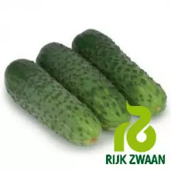 КАРАОКЕ F1 / KARAOKE F1, 10 насіння — огірок партенокарпічний, Rijk Zwaan