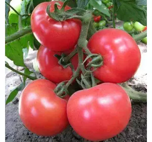 Мей Шуай F1 / Mei Shuai F1 насіння томату, 10 насіння - індетермінантний, великоплідний, рожевий, ранній. Seminis