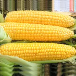 Насіння цукрової кукурудзи Драйвер F1/ Draiver F1, 100000 насіння — суперсолодка