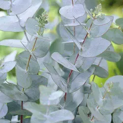 Евкаліпт Бебі Блу насіння, 100 насіння — дуже гарна та оригінальна зелень, Професійне насіння