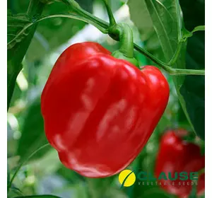 Насіння перцю Карисма F1 (Clause) 5000 насіння — раннє (70 днів), кубоподібний, червоний, солодкий