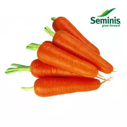 Насіння моркви Абако F1/Seminis, 1 млн насіння/1000000 сем — ранній гібрид, тип Шантане, фр. 1,8-2,00