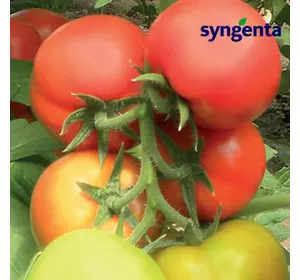Насіння томату Кабінет F1 (Syngenta) 500 насіння — раннє (55 днів), червоне, напівдетермінантне, кругле