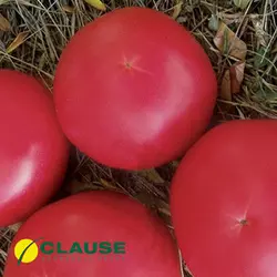 Фенда F1 насіння томату рожевого, 250 насіння — раннє (60-65 днів), індитермінантне Clause