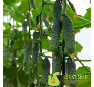 Насіння огірка Міміно F1, 1000 насінин — партенокарпічний огірок, Lucky Seed